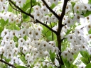 sadzonki -  Styrak japoński Styrax japonicus - nasiona 3szt.