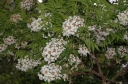 rośliny ogrodowe -  Kasztanek jarzębolistny Xanthoceras sorbifolium Ksantoceras jarzębolistny - nasiona 1szt.