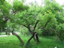 sadzonki - Kasztanek jarzębolistny Xanthoceras sorbifolium Ksantoceras jarzębolistny - nasiona 1szt.