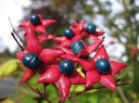 sklep ogrodniczy -  Szczęślin późny  Clerodendrum trichotomum -  nasiona 10szt.
