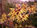 sklep ogrodniczy -  Oczar miękkowłosy  Hamamelis mollis C3/40cm
