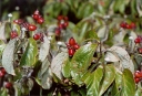 rośliny ogrodowe - Dereń kwiecisty RUBRA Cornus florida - nasiona 3szt.