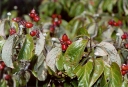 sklep ogrodniczy - Dereń kwiecisty RUBRA Cornus florida - nasiona 3szt.