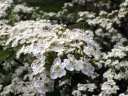 sadzonki - Grusza piaskowa  Nashi Grusza chińska  Pyrus pyrifolia - nasiona 5szt.