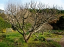 sklep ogrodniczy - Grusza piaskowa  Nashi Grusza chińska  Pyrus pyrifolia - nasiona 5szt.