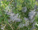 rośliny ozdobne - Bez błękitny Sambucus caerulea syn.Sambucus mexicana - nasiona 20szt.