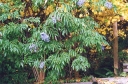 rośliny ogrodowe - Bez błękitny Sambucus caerulea syn.Sambucus mexicana - nasiona 20szt.