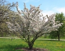rośliny ozdobne - Jabłoń hupeheńska  Malus hupehensis syn. Malus theifera - nasiona 10szt.