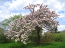 sklep ogrodniczy - Jabłoń hupeheńska  Malus hupehensis syn. Malus theifera - nasiona 10szt.
