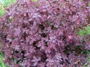 sadzonki - Perukowiec podolski Royal Purple Cotinus coggygria P15/40-60cm *17