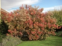 sklep ogrodniczy - Perukowiec podolski Royal Purple Cotinus coggygria P15/40-60cm *17