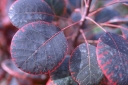rośliny ozdobne - Perukowiec podolski Royal Purple Cotinus coggygria P15/40-60cm *17