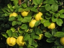 rośliny ozdobne -  Pigwa pospolita forma jabłkowata (Cydonia oblonga f.maliformis) szczepiona 1,3 m