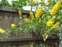 sklep ogrodniczy - Argyrocytisus battandieri C3/40-50cm *B