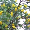 rośliny ozdobne - Argyrocytisus battandieri C3/40-50cm *B