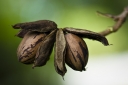 rośliny ozdobne - Orzesznik jadalny Orzesznik pekanowaty zw. Pekanem Carya illinoinensis