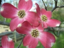 Cornus cherokee chief