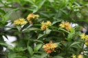 sadzonki - Zadrzewnia nadbrzeżna TROJA BLACK  Diervilla rivularis C2/40-60cm *K20