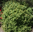 rośliny ogrodowe - Zadrzewnia nadbrzeżna TROJA BLACK  Diervilla rivularis C2/40-60cm *K20