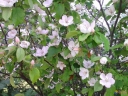 rośliny ogrodowe - Pigwa pospolita forma jabłkowata (Cydonia oblonga f.maliformis) szczepiona 1,3 m