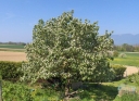 sadzonki - Pigwa pospolita forma jabłkowata (Cydonia oblonga f.maliformis) szczepiona 1,3 m