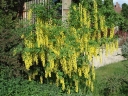 rośliny ogrodowe -  Złotokap zwyczajny - nasiona - 10 sztuk  Laburnum anagyroides