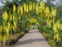 rośliny ozdobne - Złotokap zwyczajny - nasiona - 10 sztuk  Laburnum anagyroides
