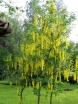 rośliny ogrodowe - Złotokap zwyczajny - nasiona - 10 sztuk  Laburnum anagyroides