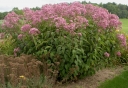 rośliny ogrodowe - Sadziec purpurowy Eupatorium purpureum - nasiona 50szt