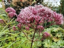rośliny ozdobne - Sadziec purpurowy Eupatorium purpureum - nasiona 50szt