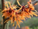 sklep ogrodniczy -  Oczar pośredni HARRY Hamamelis x intermedia