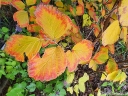 rośliny ozdobne - Oczar pośredni RUBIN na pniu Hamamelis x intermedia C3/Pa60(100)cm *TP