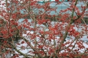 sklep ogrodniczy - Oczar pośredni RUBIN na pniu Hamamelis x intermedia C3/Pa60(100)cm *TP
