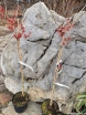 rośliny ogrodowe - Oczar pośredni RUBIN na pniu Hamamelis x intermedia C3/Pa60(100)cm *TP