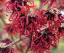 sadzonki - Oczar pośredni RUBIN na pniu Hamamelis x intermedia C3/Pa60(100)cm *TP