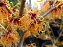 rośliny ozdobne -  Oczar pośredni SPANISH SPIDER Hamamelis x intermedia