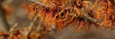 sadzonki - Oczar pośredni SPANISH SPIDER Hamamelis x intermedia