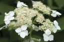 sklep ogrodniczy -  Hortensja krzewiasta RADIATA Hydrangea arborescens /C2 *17
