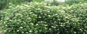 rośliny ozdobne - Hortensja krzewiasta RADIATA Hydrangea arborescens /C2 *17