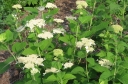 sklep ogrodniczy - Hortensja krzewiasta RADIATA Hydrangea arborescens /C2 *17