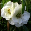 sadzonki - Pigwowiec okazały Yukigoten (Chaenomeles speciosa Yukigoten) /C2 *1