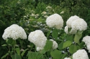 sadzonki -  Hortensja krzewiasta SHEEP CLOUD Hydrangea arborescens /C2