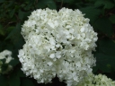 sadzonki -  Hortensja krzewiasta STERILIS Hydrangea arborescens *17