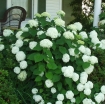 sklep ogrodniczy - Hortensja krzewiasta STERILIS Hydrangea arborescens *17