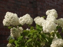 sklep ogrodniczy - Hortensja krzewiasta STERILIS Hydrangea arborescens *17