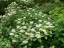 rośliny ozdobne - Hortensja owłosiona Hydrangea hirta Thunberg Siebold
