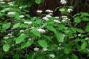 sklep ogrodniczy - Hortensja owłosiona Hydrangea hirta Thunberg Siebold