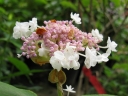 sklep ogrodniczy -  Hortensja otulona PLENA Hydrangea involucrata C2/10cm *9