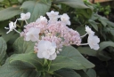 sklep ogrodniczy - Hortensja otulona PLENA Hydrangea involucrata C2/10cm *9