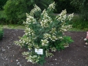 sadzonki -  Hortensja wiechowata WHITE GOLIATH syn. Goliath Hydrangea paniculata